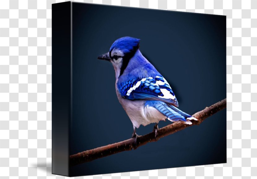 Blue Jay Finch Wren Bluebird Beak - Songbird Transparent PNG