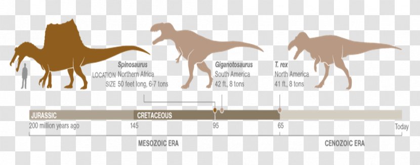 Tyrannosaurus Mustang Dinosaur Spinosaurus Giganotosaurus - Drawing Transparent PNG