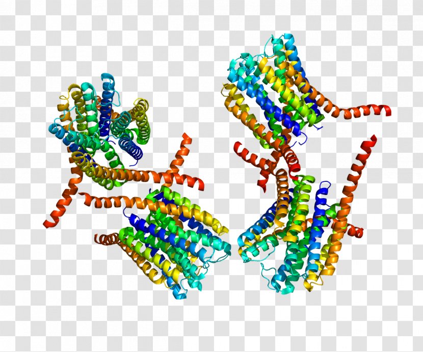 Leukotriene C4 Synthase MAPEG Family - Protein - 5lipoxygenaseactivating Transparent PNG