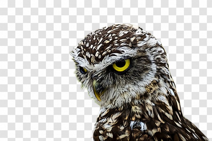 Owl Bird Of Prey Beak Western Screech - Great Grey - Wildlife Falconiformes Transparent PNG