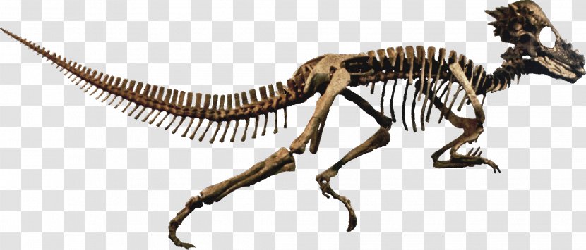 Pachycephalosaurus Stegoceras Late Cretaceous Prenocephale Dracorex - Homalocephale - Dinosaurs Transparent PNG