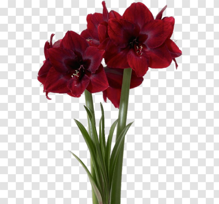 Flowers Background - Red - Gladiolus Artificial Flower Transparent PNG