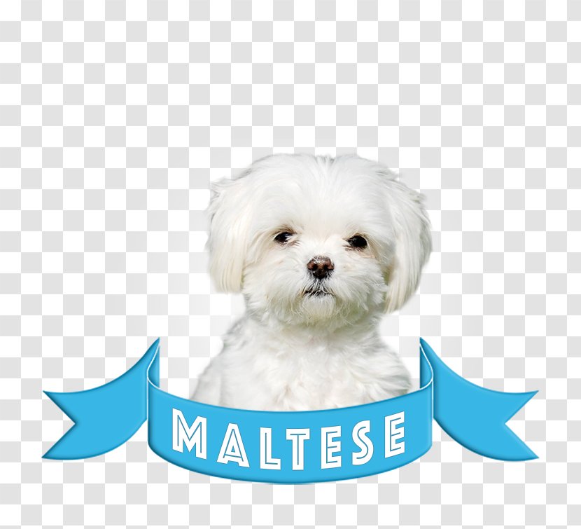 Maltese Dog Bolognese Bichon Frise Havanese Morkie - Puppy Transparent PNG