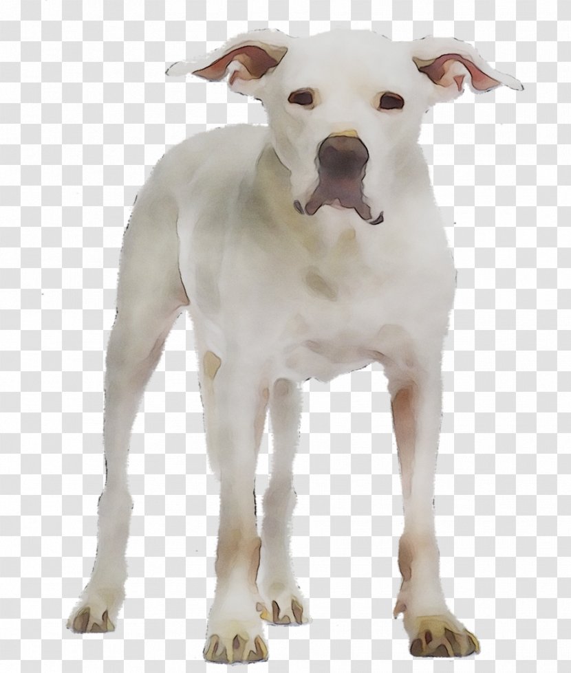 Dogo Argentino Stock Photography Royalty-free Image Argentina - American Pit Bull Terrier - Canidae Transparent PNG