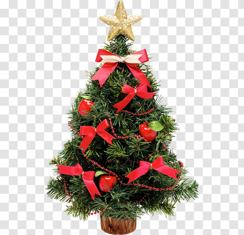 Christmas Tree Rose - Conifer Transparent PNG