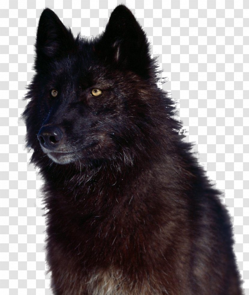 Canadian Eskimo Dog German Spitz Mittel Eurasier Kunming Wolfdog Shiloh Shepherd - Lobo Rusia Transparent PNG