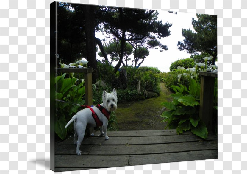 Dog Breed Picture Frames Meter - Tree Transparent PNG
