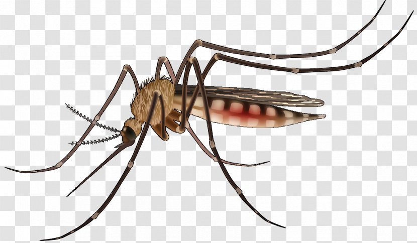 Cartoon Spider - Yellow Fever Mosquito - Arachnid Transparent PNG