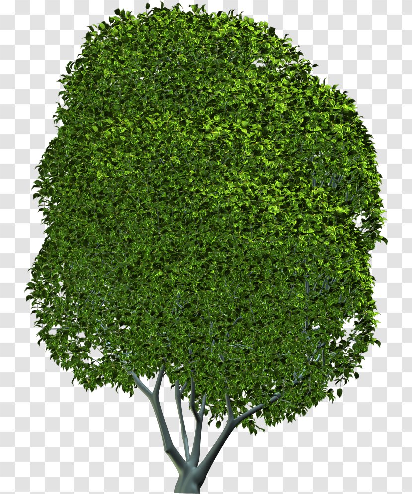 Tree Shrub Evergreen Leaf Herb Transparent PNG