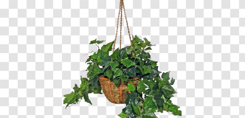 Common Ivy Houseplant Indoor Air Quality Nephrolepis Exaltata - Variegation - Plant Transparent PNG