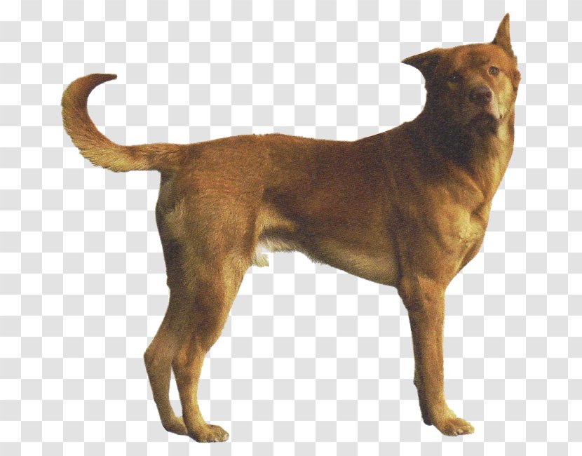 Dog Breed Rare (dog) Phu Quoc Ridgeback Rhodesian Phú Quốc - Dogs Unleashed Transparent PNG