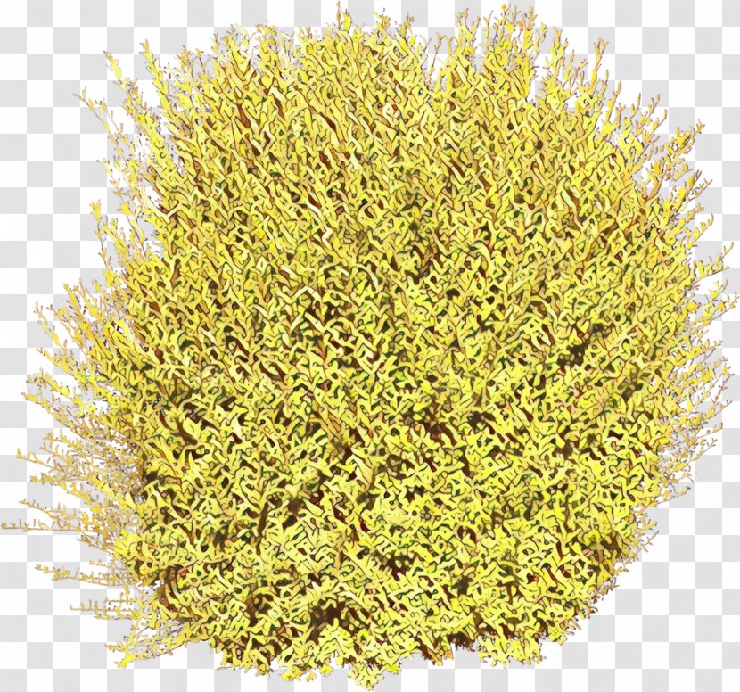 Plant Yellow Grass Flower Perennial Transparent PNG