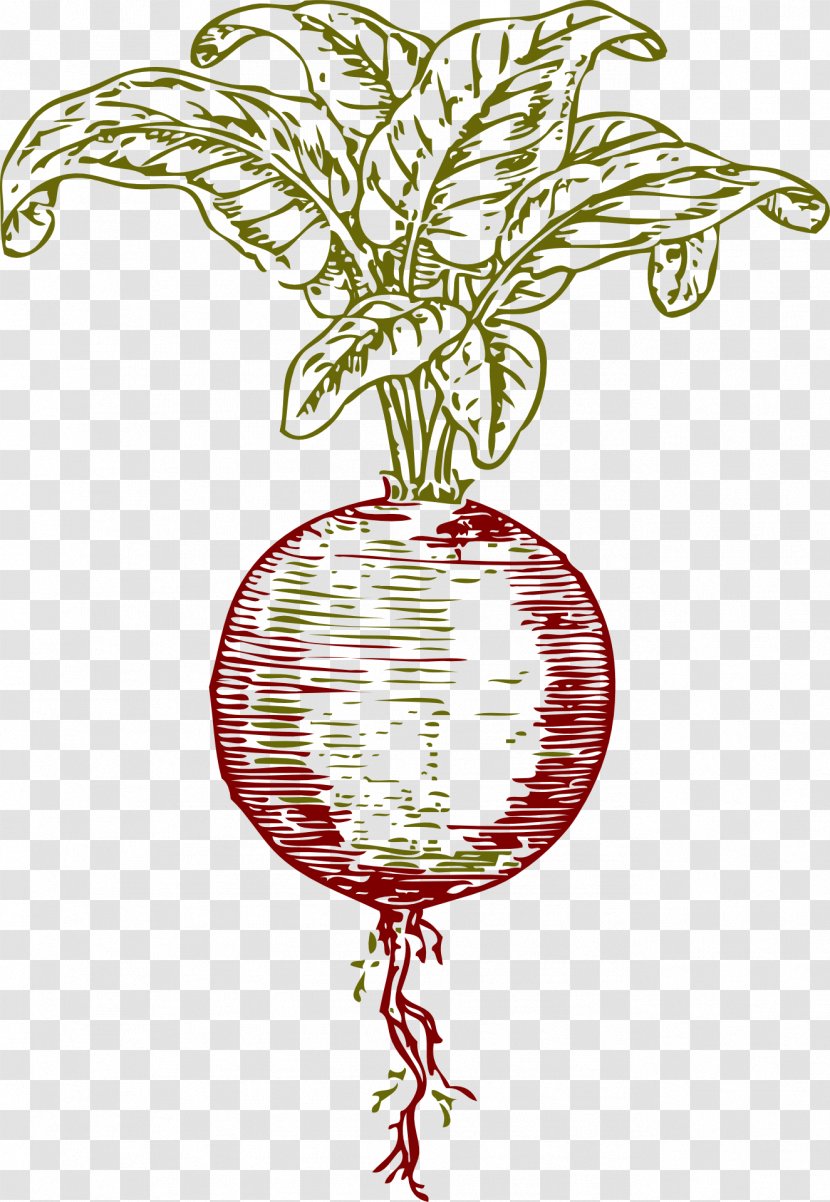 Pomegranate Juice Beetroot Sugar Beet Vegetable Transparent PNG
