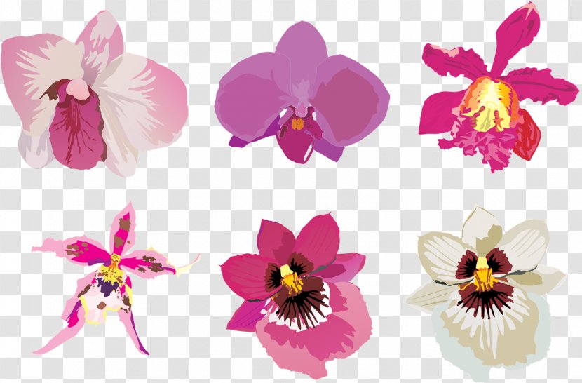 Cut Flowers Orchids - Moth - Flower Transparent PNG
