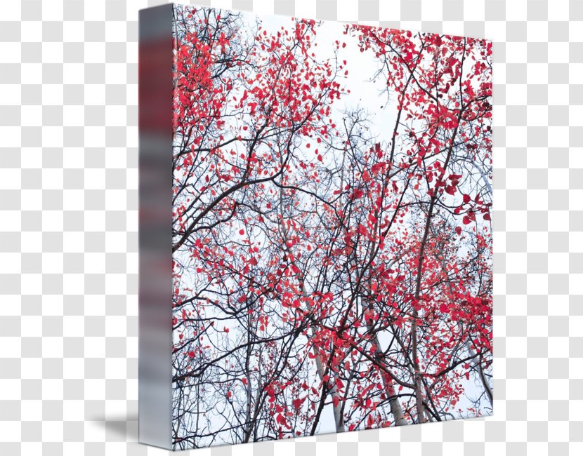 Canvas Print Art Gallery Wrap Birch - Fine - Canopy Tree Transparent PNG