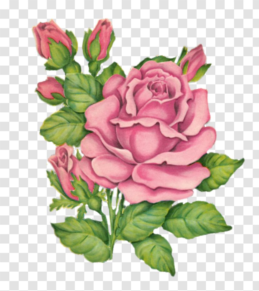 Garden Roses Floribunda Cut Flowers Image - Drawing - Flower Transparent PNG