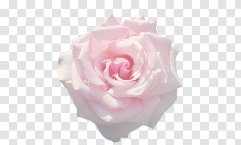 Garden Roses In The Presence Of Absence Drawing Book Cabbage Rose - Peach Transparent PNG