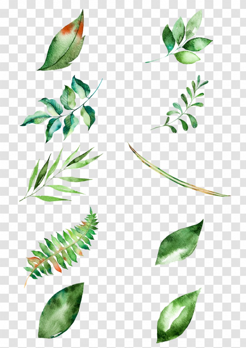 Leaf Watercolor Painting - Flora Transparent PNG