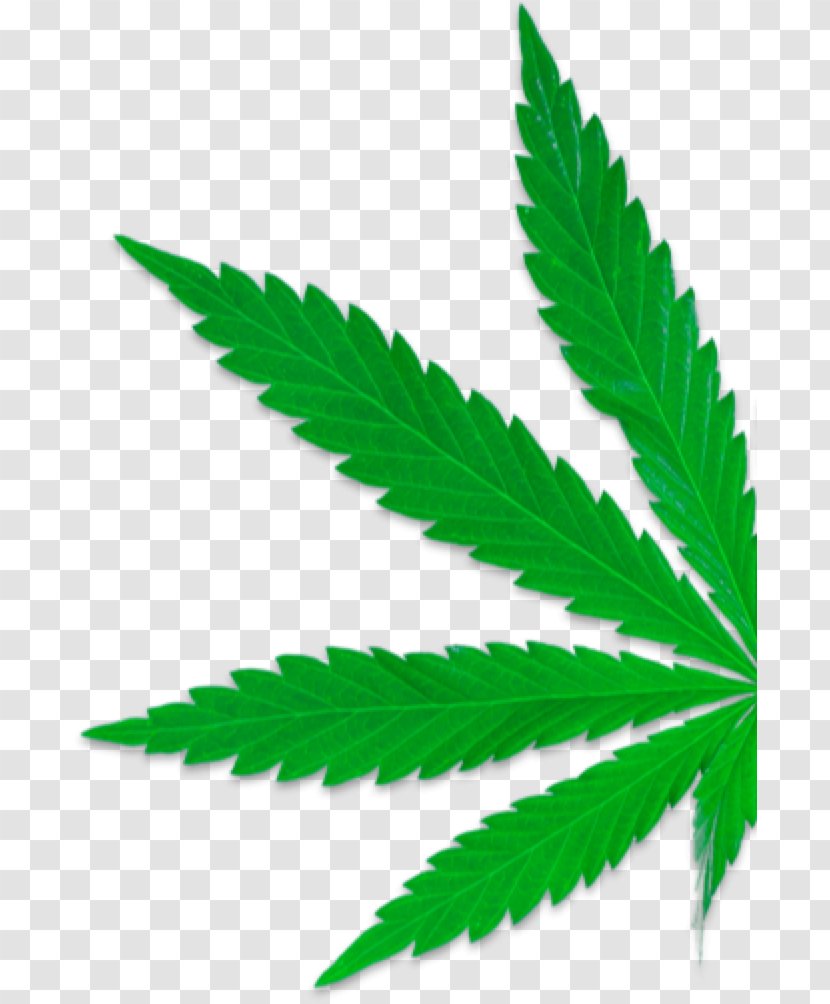 Medical Cannabis Legality Of Legalization Shop - Tetrahydrocannabinol Transparent PNG