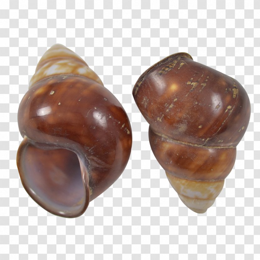 Land Snail Seashell Gastropod Shell Pond Snails - Fresh Water Transparent PNG