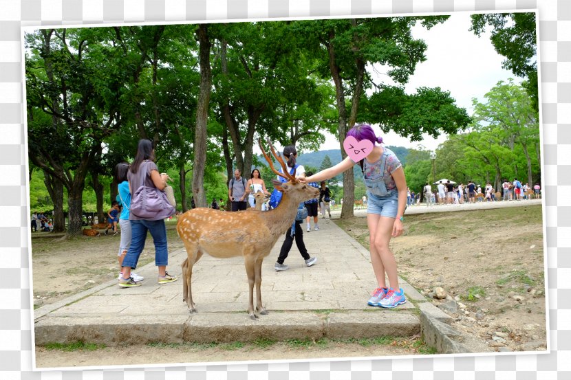 Japan Vertebrate Travel Nebula Doll - Spoiler - Nara Transparent PNG