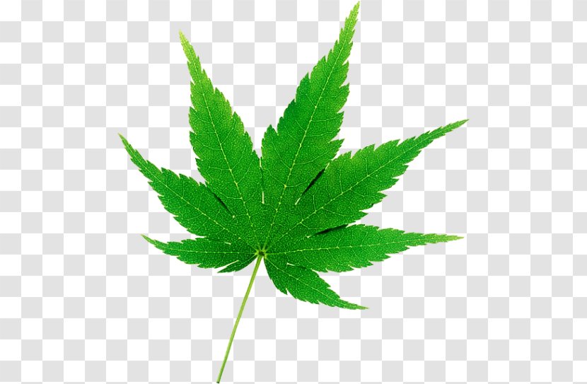 Japanese Maple Leaf Shrub Transparent PNG