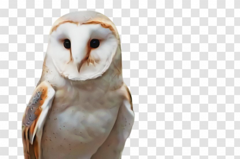 Bird Barn Owl Of Prey Beak - Snowy Transparent PNG