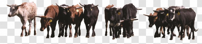 Cattle Sheep Herd Devopsdays Baltimore Horse - Animal Husbandry - Clarabelle Cow Transparent PNG