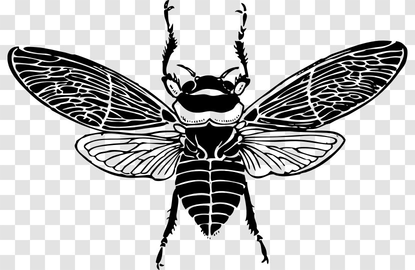 Honey Bee Clip Art - Moths And Butterflies - Bees Label Vector Material Transparent PNG