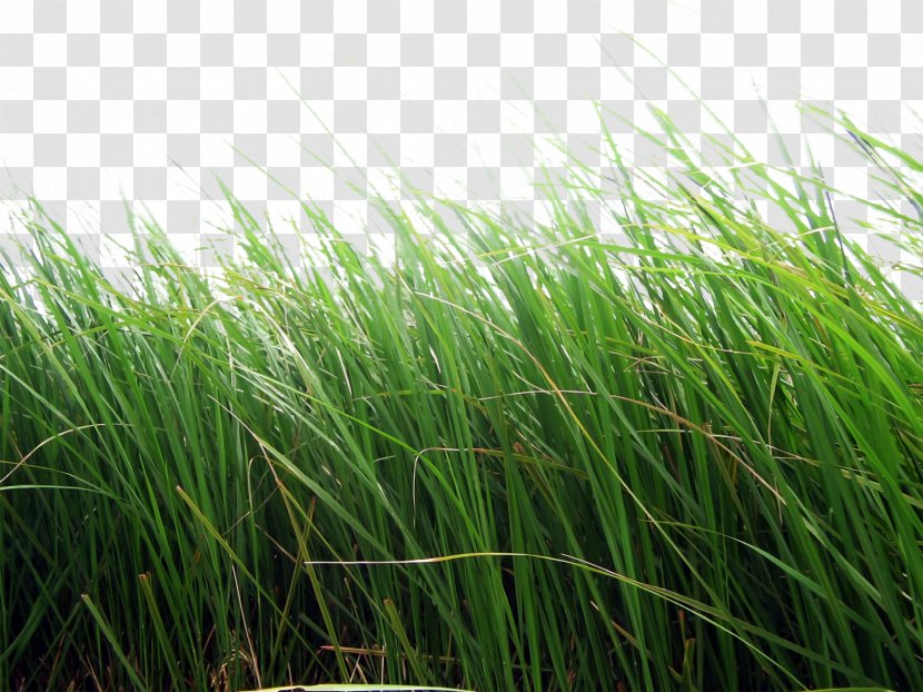 Clip Art - Lawn - Grass Image, Green Picture Transparent PNG