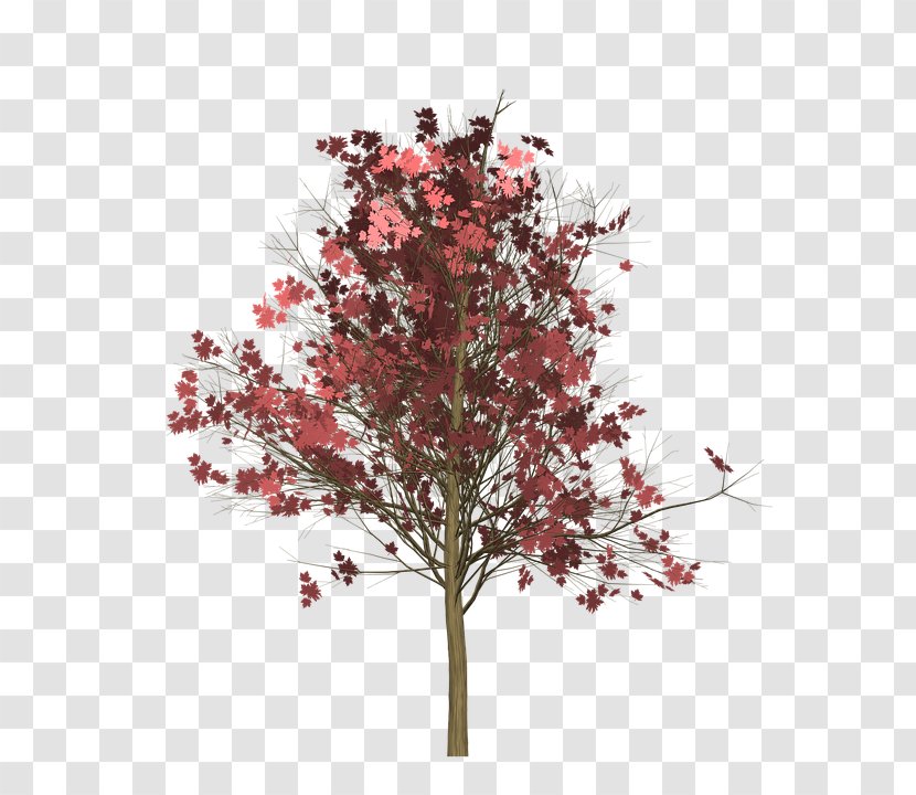 Red Maple Vector Graphics Image Photograph Clip Art - Leaf - Tree Transparent PNG