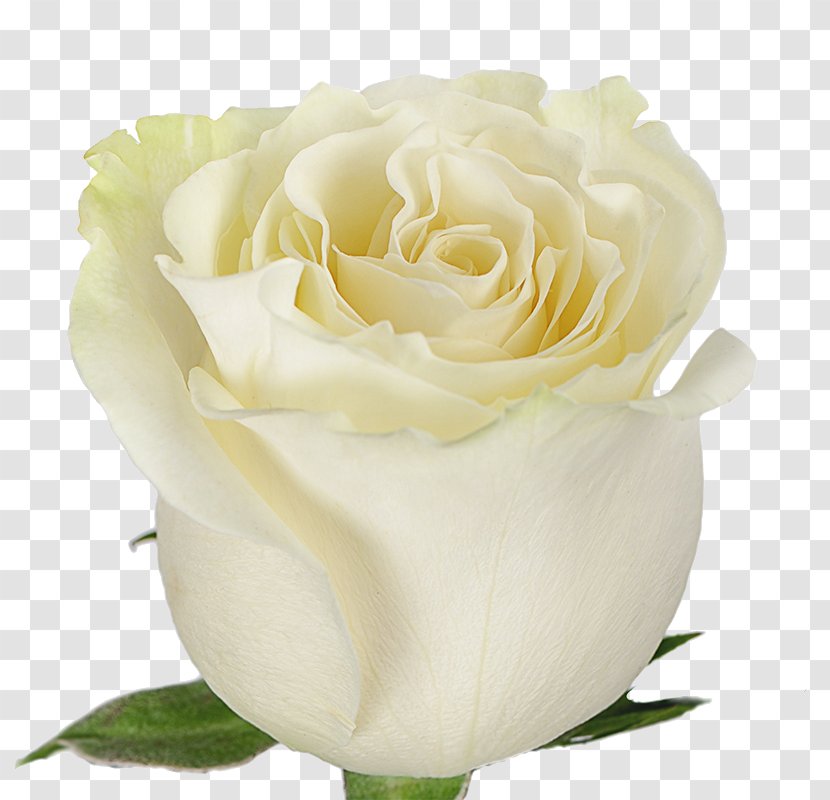 Garden Roses Rosa × Alba Flower Bouquet Bloemisterij - Cultivar Transparent PNG