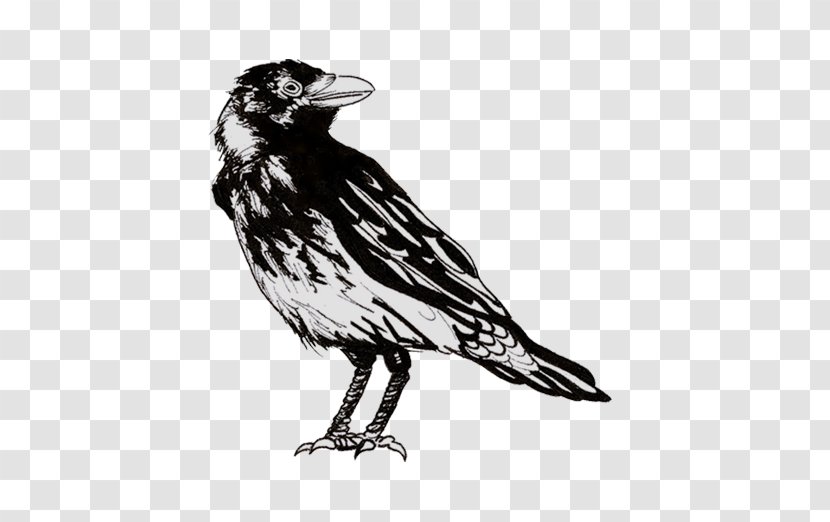 American Crow Drawing Clip Art Illustration Common Raven - Music - Hooded Transparent PNG