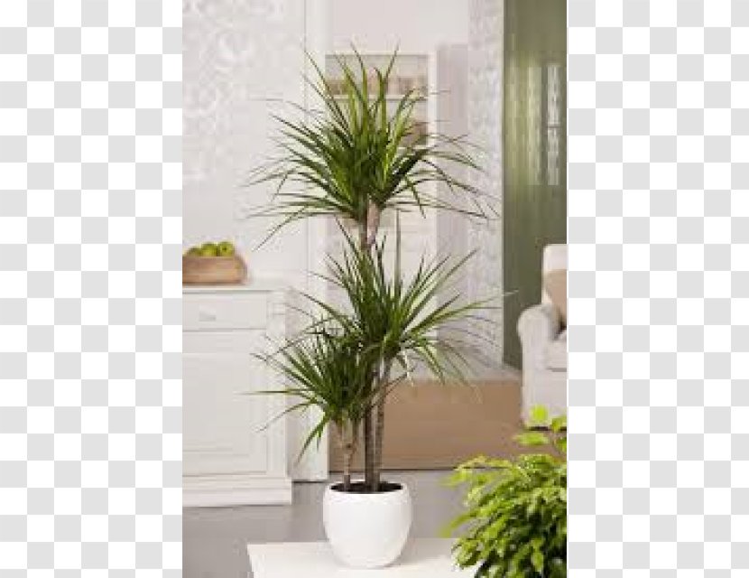 Dragon Tree Plant Lucky Bamboo Dracaena Reflexa Var. Angustifolia Fragrans - Evergreen Transparent PNG