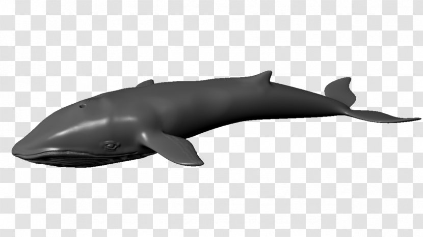 Tucuxi Rough-toothed Dolphin Porpoise Balaenidae Animaatio - Blue Whale - Ballena Transparent PNG