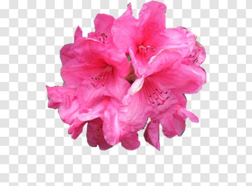 Pink Flowers Garden Roses - Flower - Rose Transparent PNG