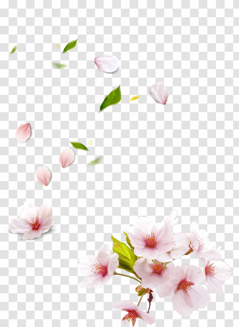 Petal Peach - Floral Design - Blossom Hand-painted Petals Transparent PNG
