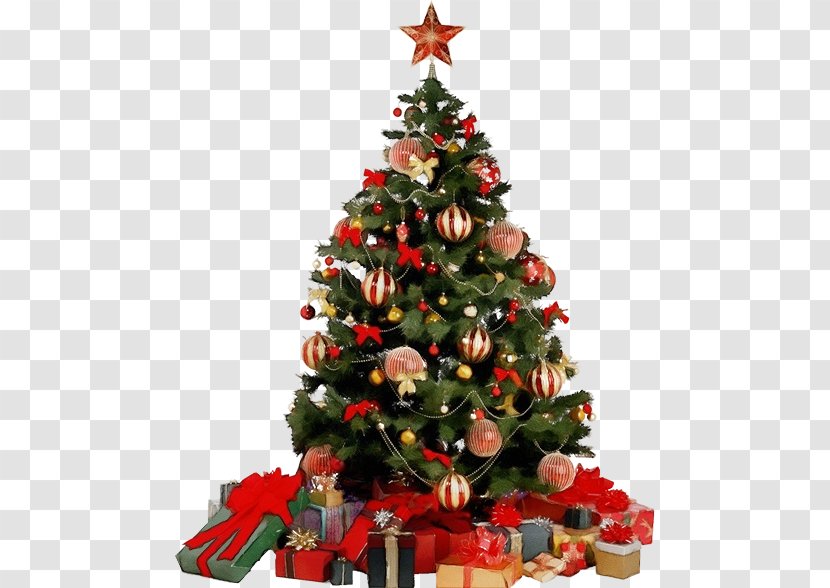 Christmas Tree - Pine Eve Transparent PNG