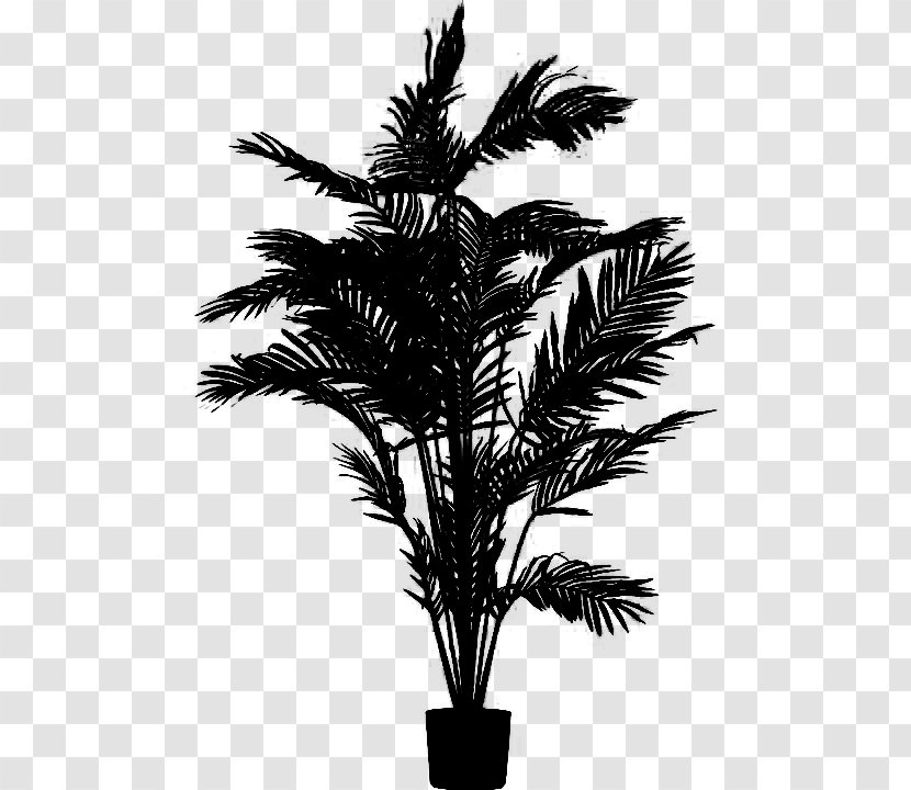 Asian Palmyra Palm Babassu Black & White - Plant - M Trees Date Transparent PNG