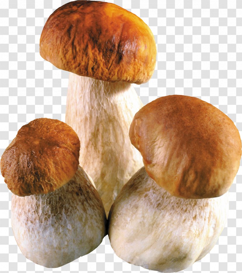 Fungus Pizza Soup Common Mushroom Transparent PNG