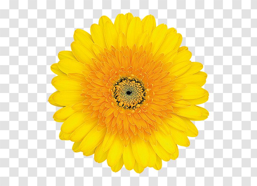 Common Sunflower Stock Photography - Daisy Family - Flower Transparent PNG