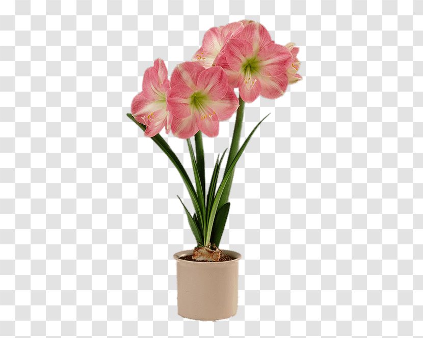 Amaryllis Flowerpot Houseplant Bulb - Garden Transparent PNG
