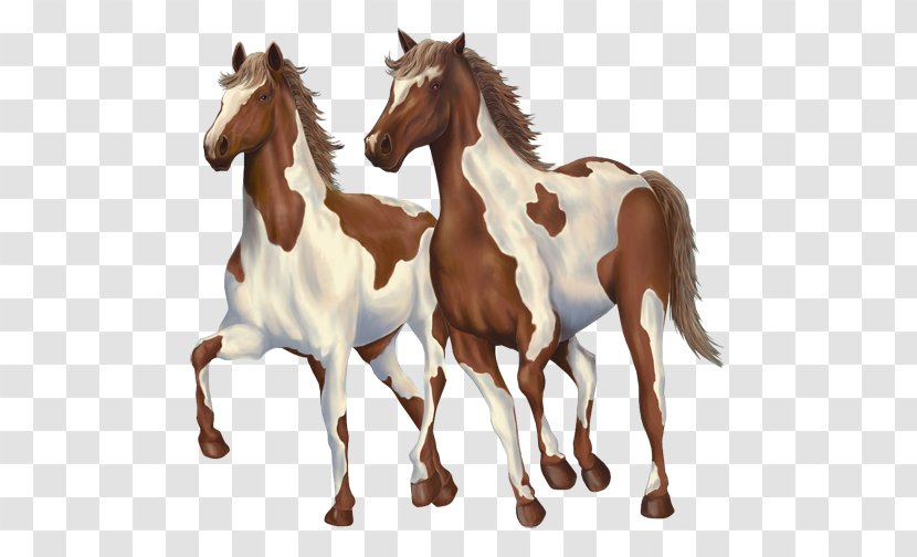 Mustang Pony Foal Mane Halter - Animal Figure Transparent PNG