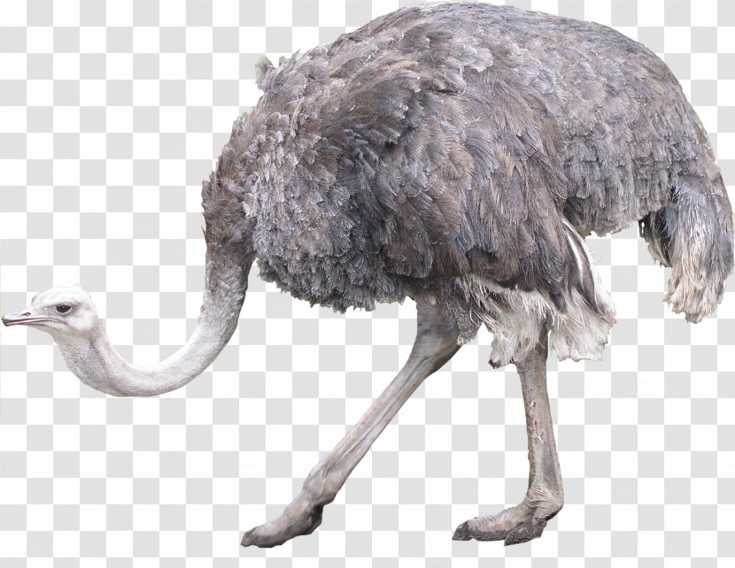 Common Ostrich Bird Icon Transparent PNG