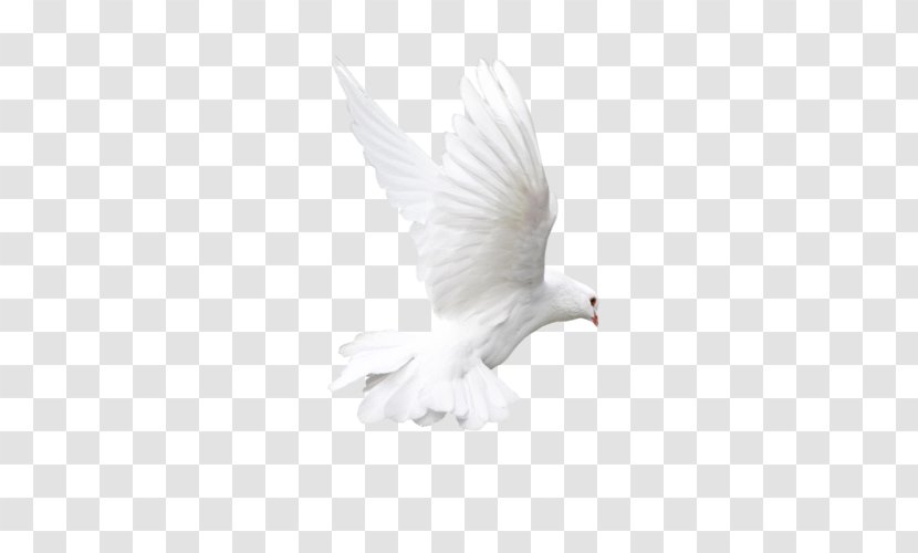Bird Domestic Pigeon Columbidae Flight - Beak Transparent PNG