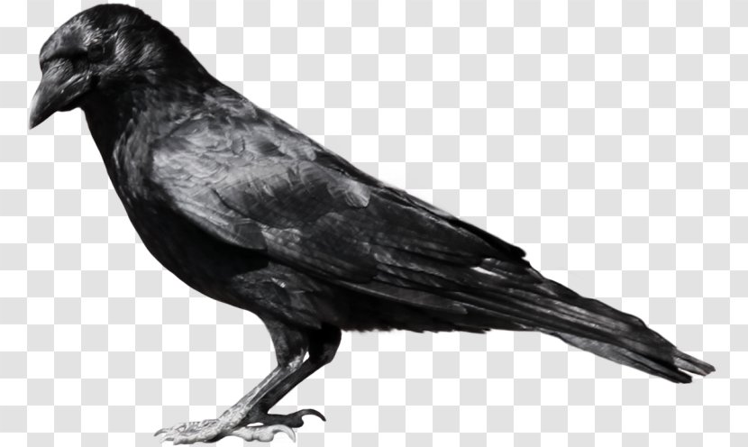 Crow Clip Art - Perching Bird - Logo Transparent PNG