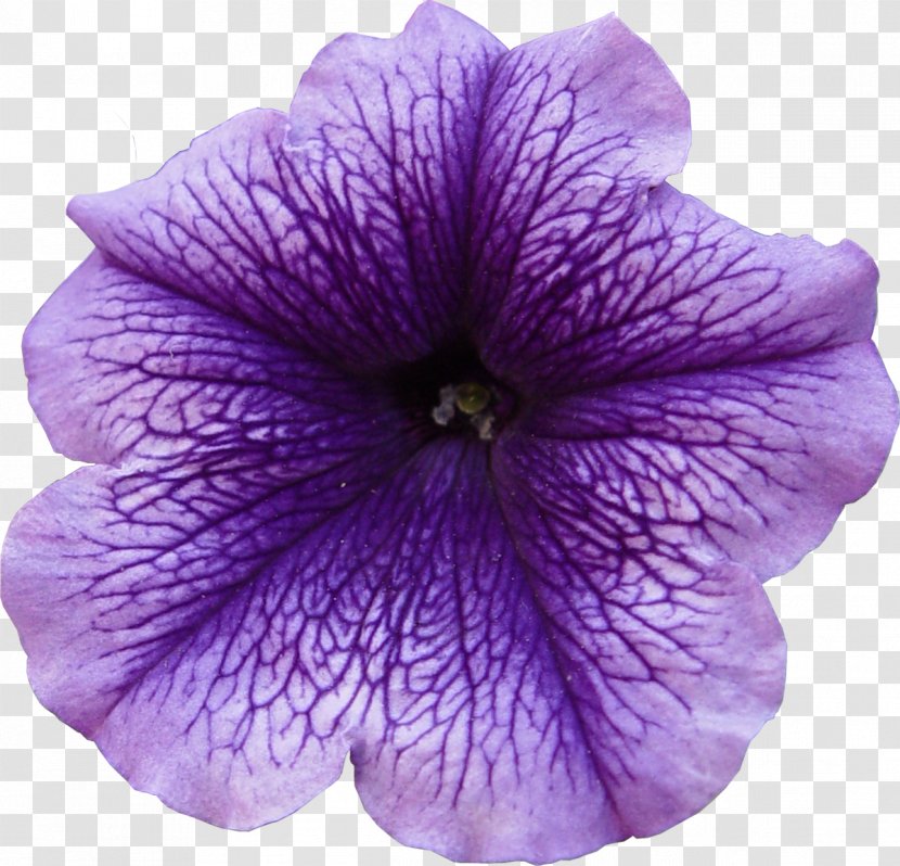 Flower Petal Violet Purple - Magenta Transparent PNG