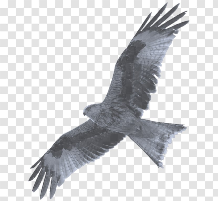 Bald Eagle Hawk Buzzard Camera Wildlife Photography - Feather - Bird Transparent PNG