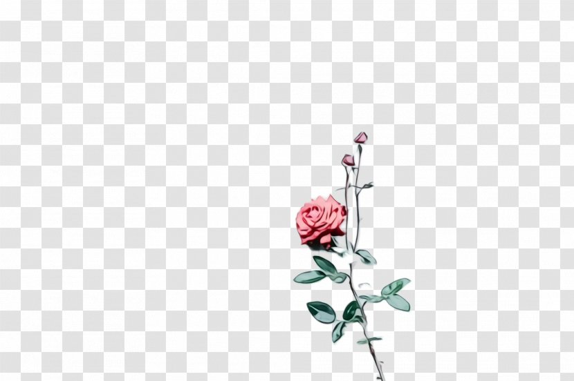Rose - Plant Stem - Prickly Transparent PNG