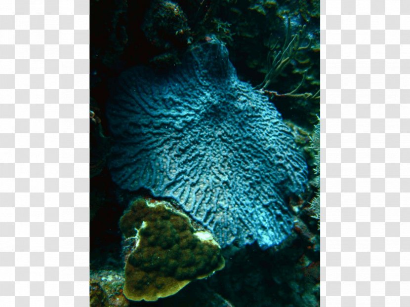 Stony Corals Coral Reef Fish Marine Biology - Island Beach Transparent PNG